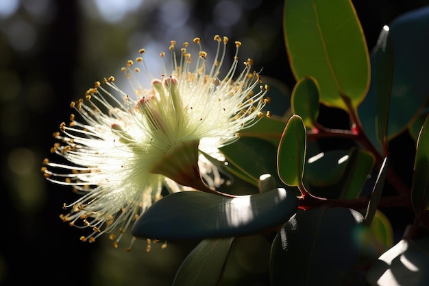 Flor de eucalipto al sol de la mañana con rayos de luz brillando