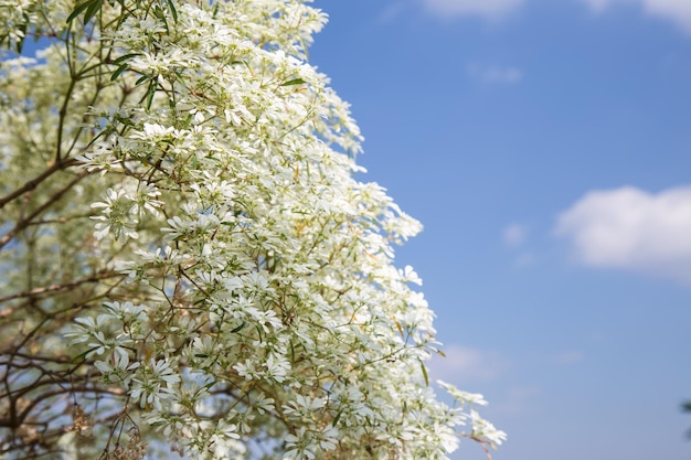 Foto flor de euforbia con cielo azul