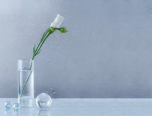 Una flor de eustoma blanca con capullos y gotas de rocío en un vaso transparente empañado sobre la mesa