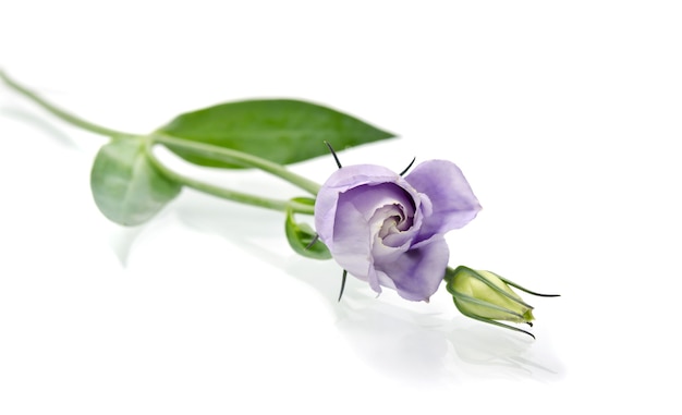 Flor de Eustoma en blanco