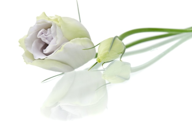 Foto flor de eustoma en blanco