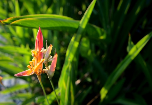 Flor exótica ave del paraíso strelitzia o flor de grulla junto al río con hermosa puesta de sol