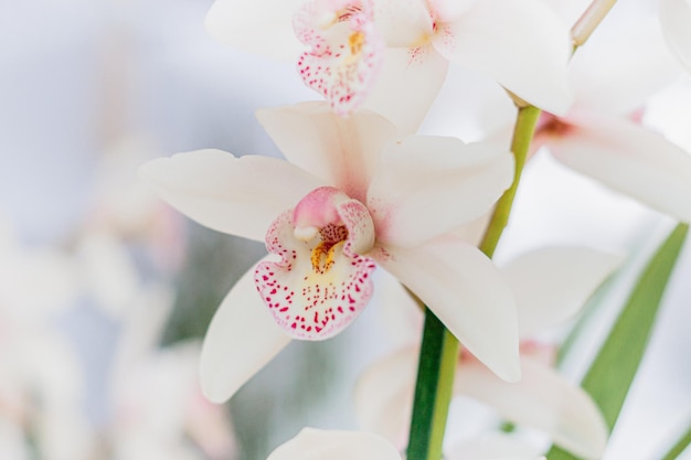 Foto flor exótica elegante fresca branca para spa, aromaterapia, zen. planta orhid para evento, presente, casamento, símbolo de amor.