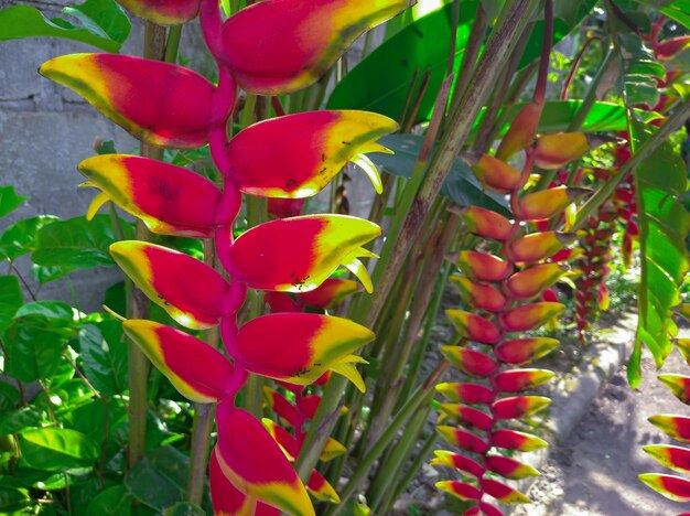 Foto la flor exótica de heliconia o el falso pájaro del paraíso