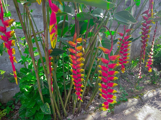 Foto la flor exótica de heliconia o el falso pájaro del paraíso