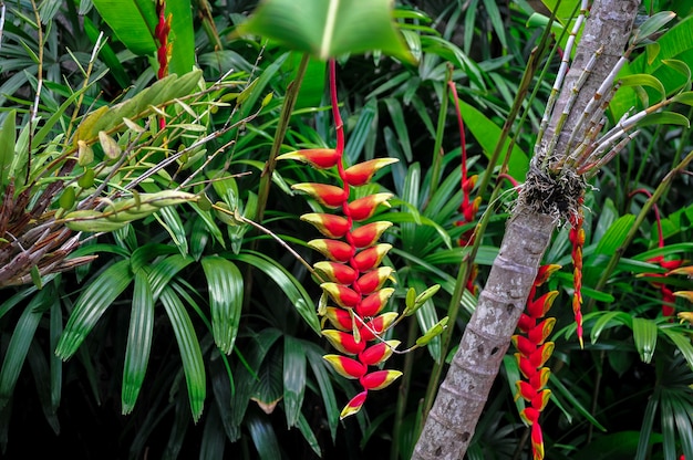 Flor exótica nos trópicos da Indonésia