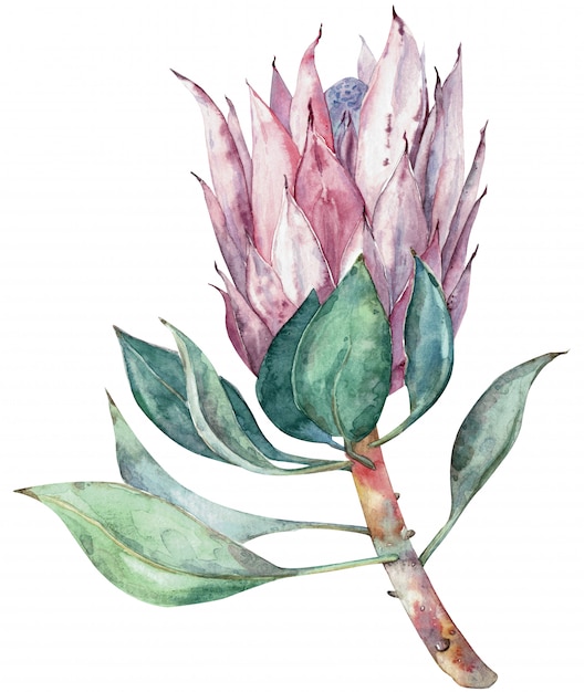 Flor exotica Protea de acuarela. Dibujado a mano ilustración