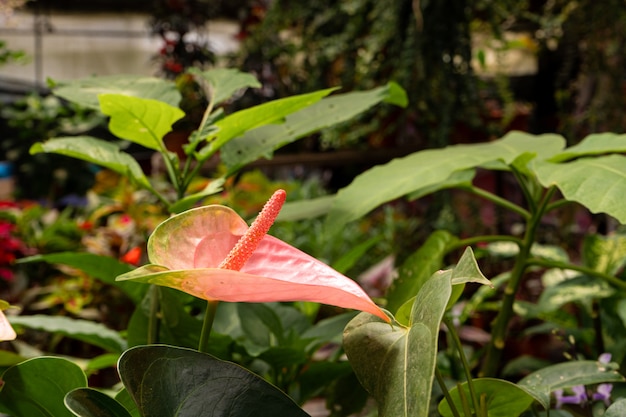 Flor exótica tropical Anthurium en selva verde