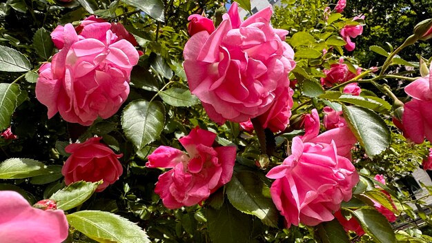 flor exuberante de um arbusto de rosas cor de rosa