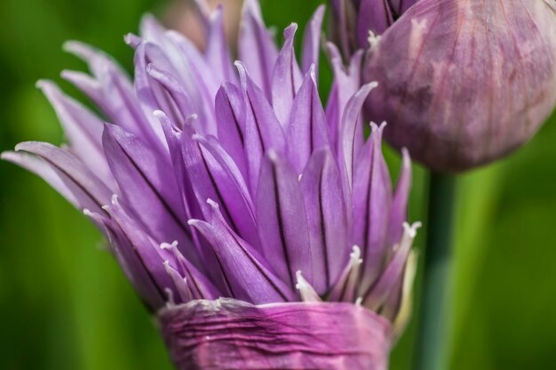 Foto flor en fase de plena floración hierba planta cebollino (allium schoenoprasum). detalle de los pétalos de esta flor con colores vivos. cerrar detalles de los pétalos.