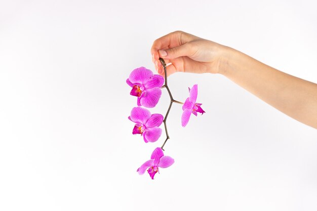 Flor festiva, orquídea rosa sobre una pared blanca. Espacio para copiar y sus anuncios. Concepto de fiesta para mujeres.