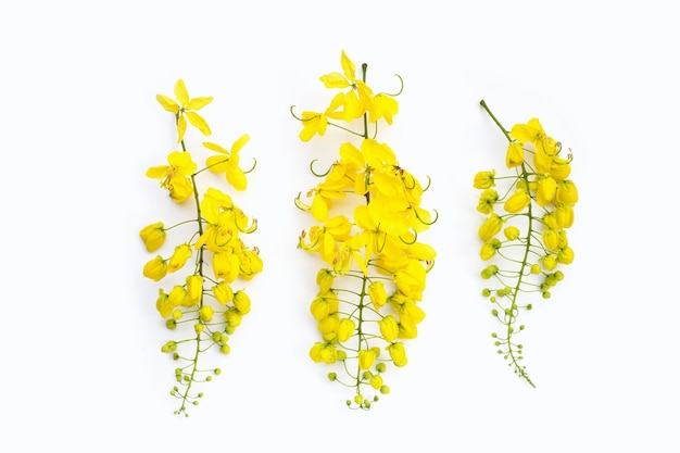 La flor de la fístula de Cassia sobre un fondo blanco