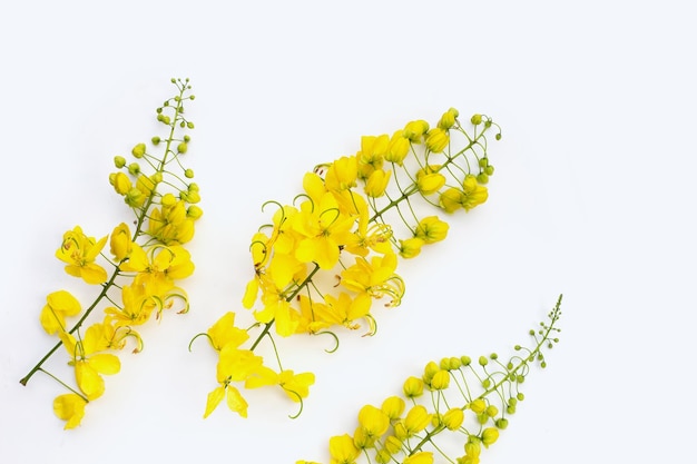 La flor de la fístula de Cassia sobre un fondo blanco