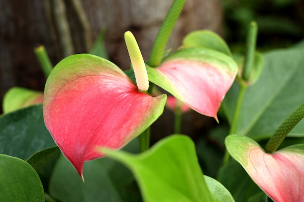 Flor de flamenco en la naturaleza