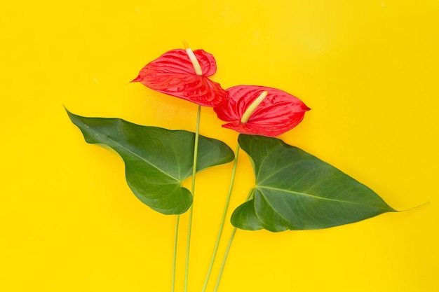 Flor de flamenco o anthurium coleta