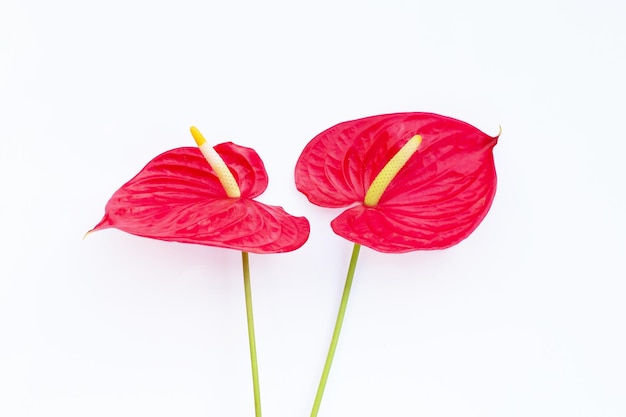 Flor de flamenco o anthurium coleta