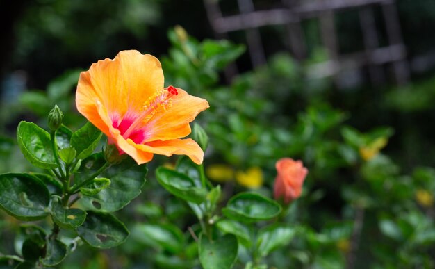 La flor de la flor amarilla del hibisco en el árbol