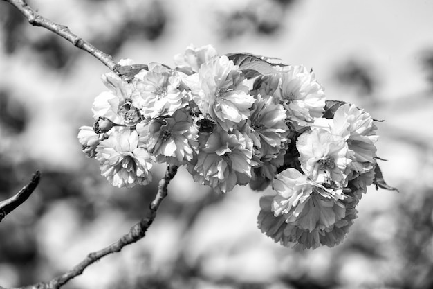 Flor flor de cerezo rosa sakura en un día soleado