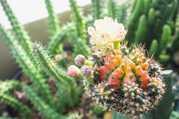 Flor en flor de la especie Gymnocalycium variegata