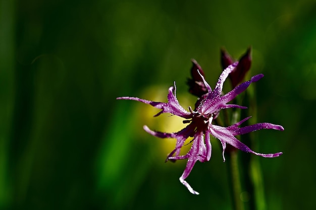 flor de una flor de una flor