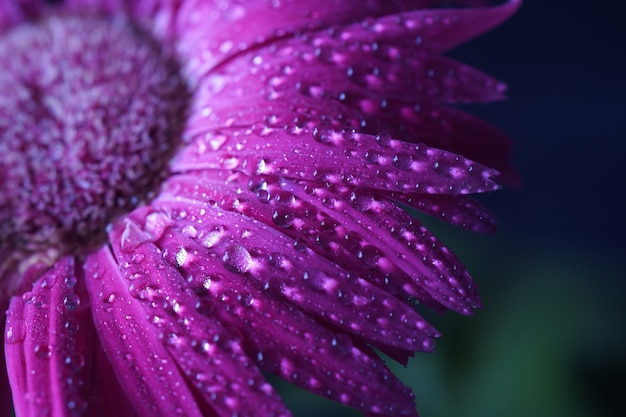 Flor de la flor de Gerbera rosa con gotas de agua - cerrar