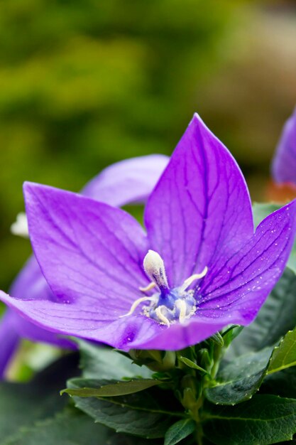 Flor de flor de globo