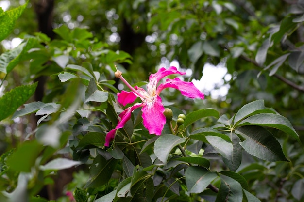 Flor de flor de hibisco en el árbol