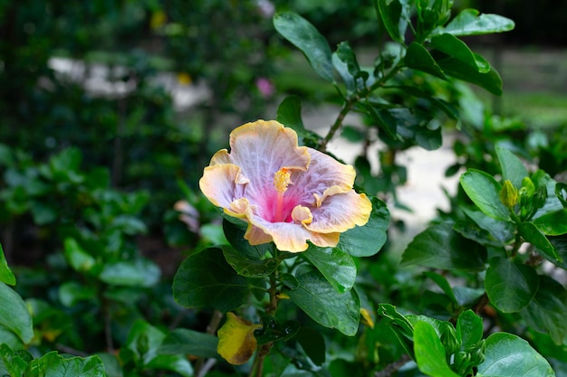 Flor de flor de hibisco en el árbol