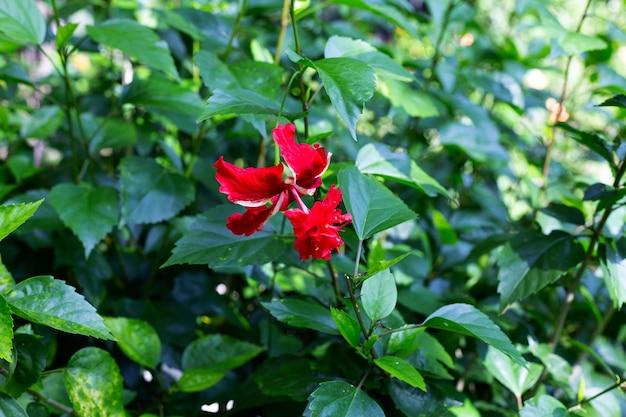 Flor de flor de hibisco en el árbol