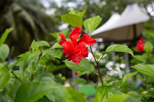 Flor de flor de hibisco en el árbol