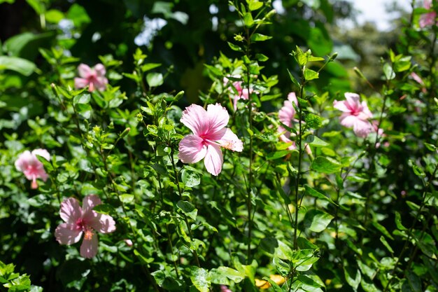 Flor de flor de hibisco rosa en el árbol