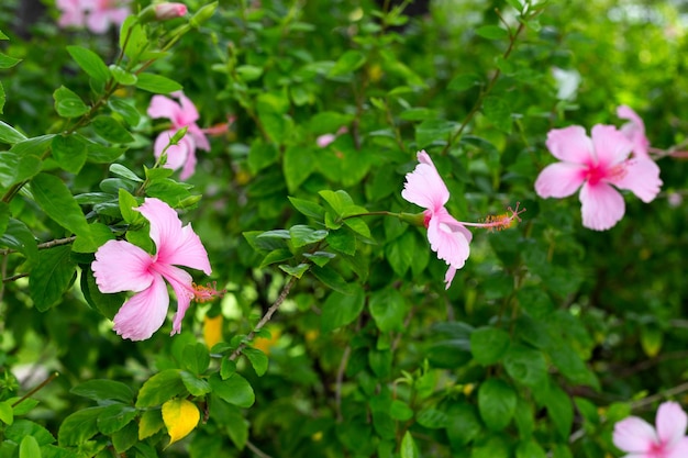Flor de flor de hibisco rosa en el árbol