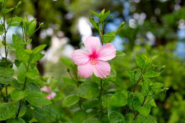 Flor de flor de hibisco rosa en el árbol