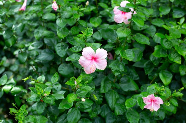 Flor de flor de hibisco rosa en el árbol