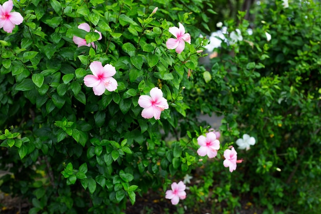 Flor de flor de hibisco rosa en el árbol