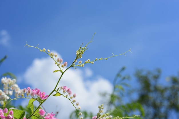 Flor en flor y hoja verde con cielo brillante.