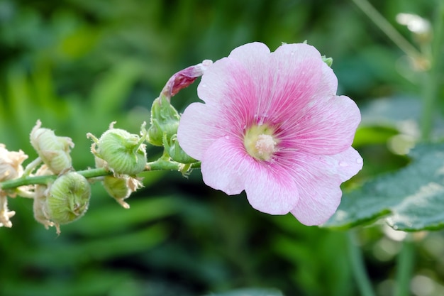 Flor de flor de Hollyhock en la luz de la mañana