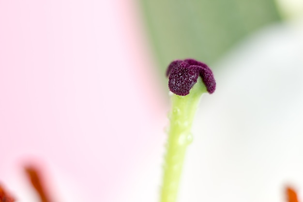 Foto flor de flor macro con gota de agua. naturaleza abstracta fondo borroso. tiro macro hermoso con flor húmeda tierna. foto de alta calidad