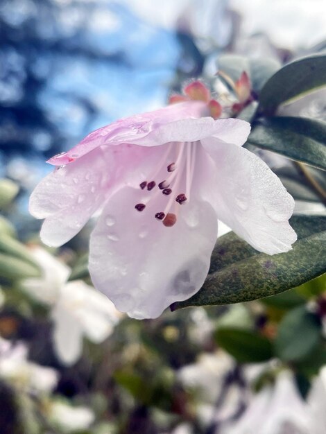 Una flor de flor mojada