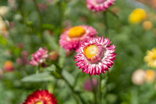 Flor de flor de paja de colores en auge en el jardín