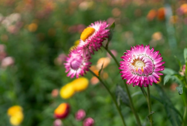 Flor de flor de paja de colores en auge en el jardín