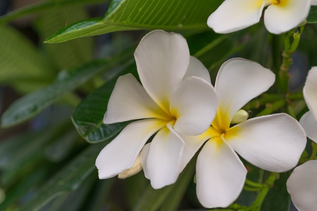 Flor (flor del Plumeria) color blanco, flores naturalmente hermosas en el jardín