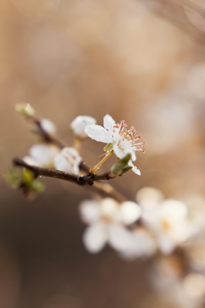 Foto flor de flor de primavera con gotas de rocío