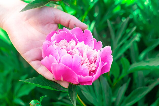 Flor de flor rosa, peonía en manos