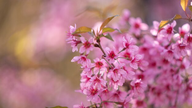 Flor de flor rosa