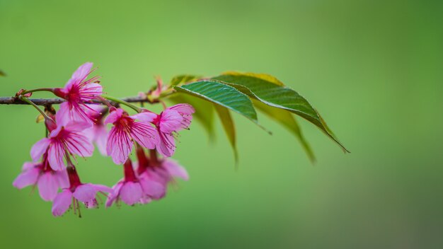 Flor de flor rosa