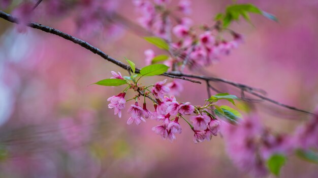 Flor de flor rosa