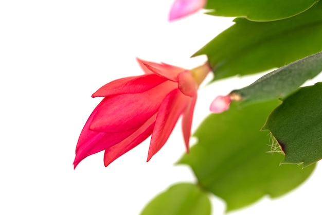 la flor de la flor de Schlumbergera (llamada cactus de Navidad, cactus de Acción de Gracias, cactus de cangrejo, h