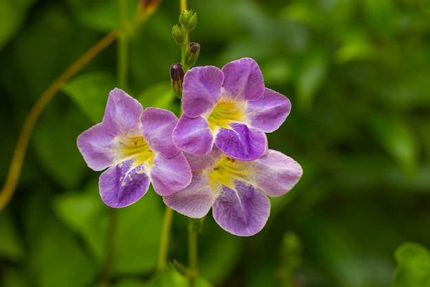 Flor de flor violeta con luz del día