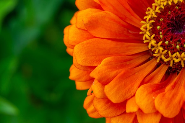 Flor de flor de zinnia naranja sobre un fondo verde en una fotografía macro de un día de verano